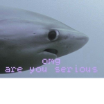 shark gang >:P