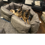 The dogs are sad cheer them up