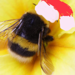 Honeybee and Bumblebees