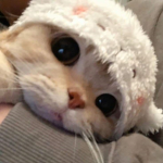 Beautiful-kittens