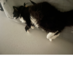 MS CATS CHILDREN