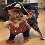 Neko neko pirates