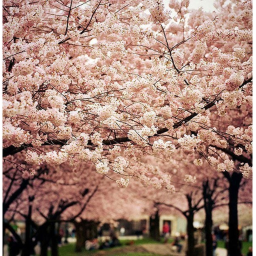 SAKURA TREEHOUSE (First person)