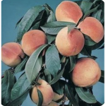 Peachyyy Vibess