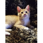 mon chat et mes ami(e)s