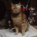 kittizz