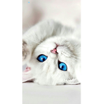 Laylamiles555
