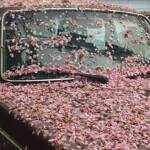 ⋆ ˚｡⋆୨୧˚