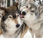 Wolf pack forever 123