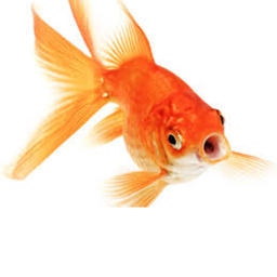 home of the fishy