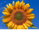 Flowers_sunflower