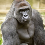American's first gorilla group love