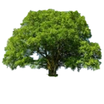 Beechtree Design Team