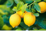 lemon tree's