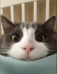 kitty makes