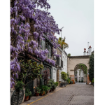 wisteria store