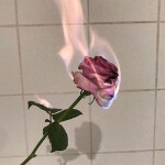 rose 🥀