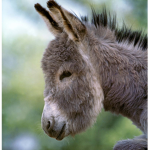 Team Donkey For Ever