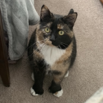 Crusty Cats