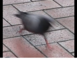 Pigeons consume