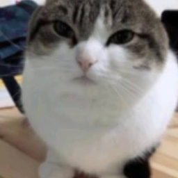 Wazu Obby