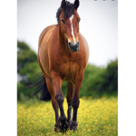 Horses.Vanessa