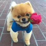 Dogs_ Cute ones