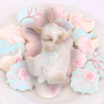 -Bunny Appreciation- <3