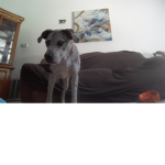 Puppies and fun group