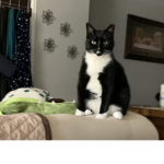 The fat cat group 2000