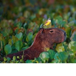 CAPYBARA RUNNING PARKOUR