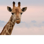 giraffe quad
