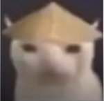 The cat countryside