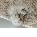 Maltese Dog LU VERS