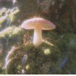 Cottagecore .. Mushrooms
