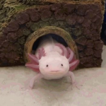 Suki Suki {Reborn}