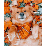 Cozy Seasons