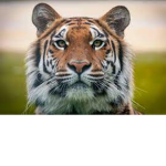 The Cute Tigers!
