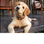 Nature X cottage core