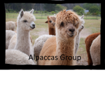 Grizzly Alpaccas