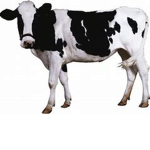 cow friends community