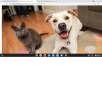 dog ,, cat magic