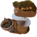 Kitten Turns Into Cats!!!!!!!!!!!!!!!!!!!!!!