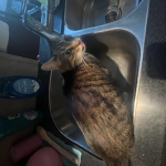 KATTYFRIENDS