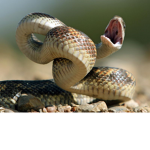 Us Snakes