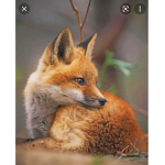 Foxytheredfox