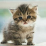 Chat gris fans