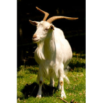 Da Best GOAT