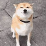 Doggos Meme Foundation