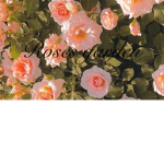 roses garden <3